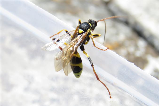 Ichneumonidae:  Amblyteles armatorius, femmina